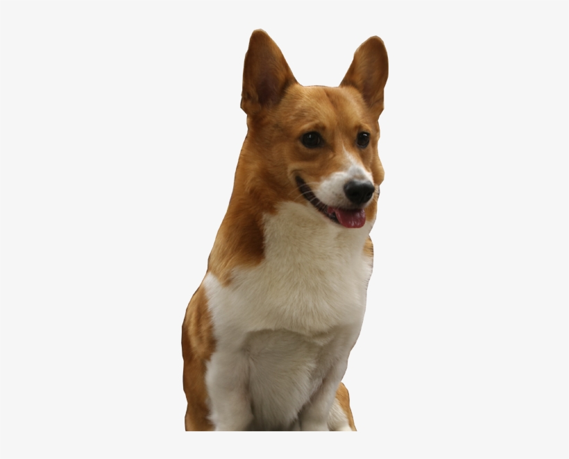 Texas, transparent png #4396207