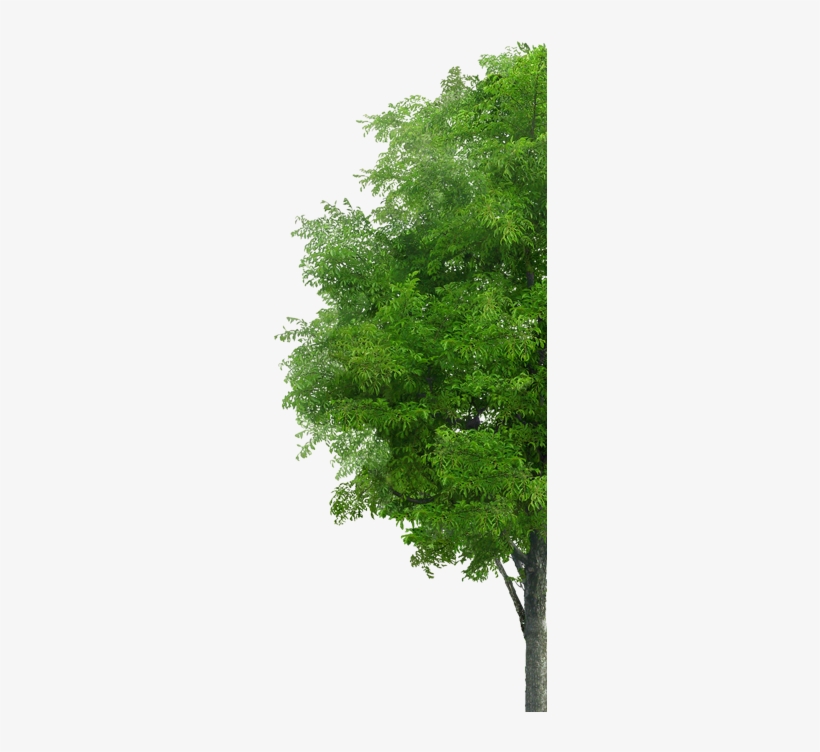 (16+) Путь К Долгожительству. Уникальный Лечебник (комплект, transparent png #4398963