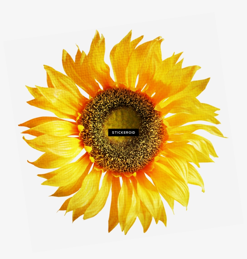 Sunflowers Sunflower - Sunflower On White Background, transparent png #4398993