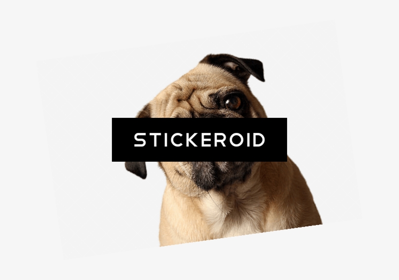 Pug Tilted Head - Pug, transparent png #4399463