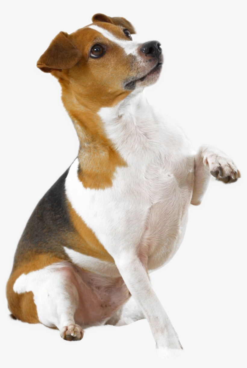 Dog Holding Paw Up Transparent Png Image - Dog With Paw Up Png, transparent png #440766