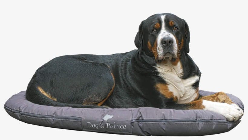 Bernese Mountain Dog - Dog, transparent png #440798