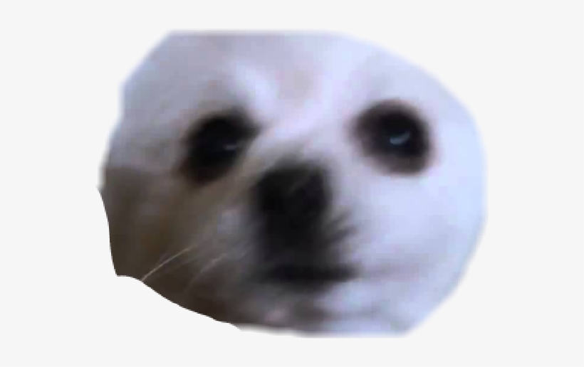 Report Abuse - Meerkat, transparent png #440882