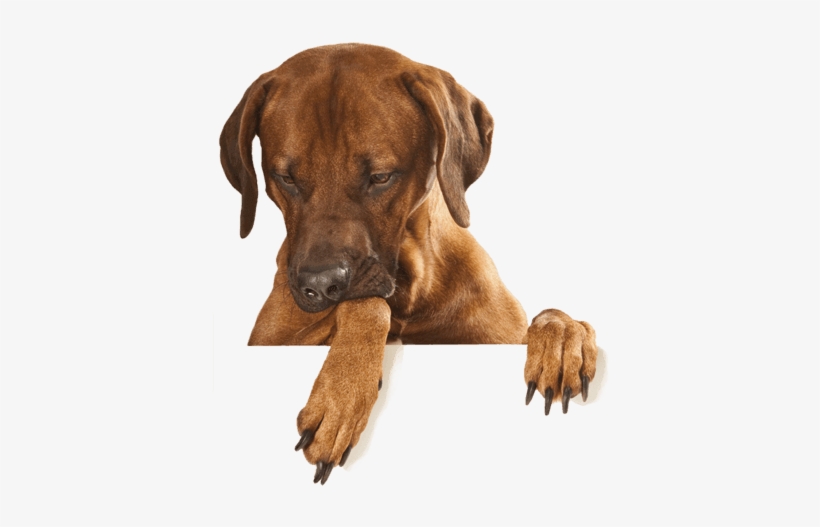 Dog Transparent Png - Dogs Peeking, transparent png #441035