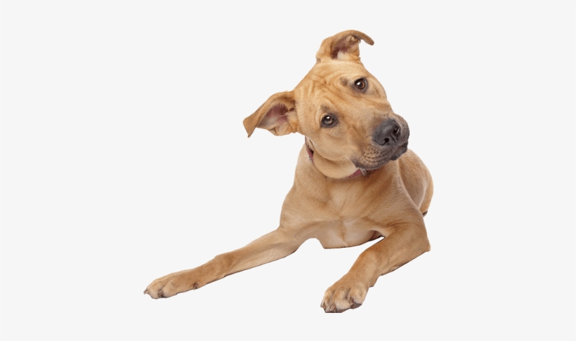 Dog Png Transparent - Dog Transparent Background, transparent png #441358