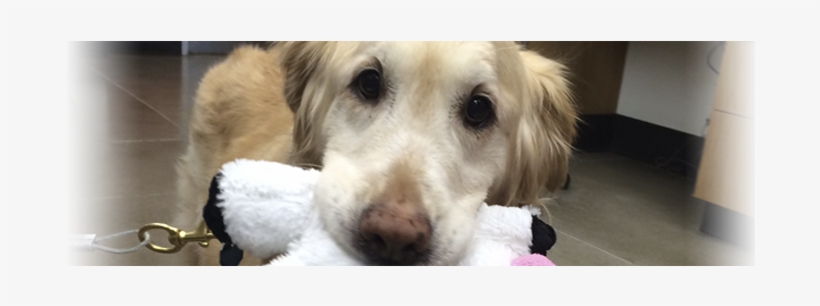 Home > What You Need To Know > Links Of Interest - Labrador Retriever, transparent png #441553