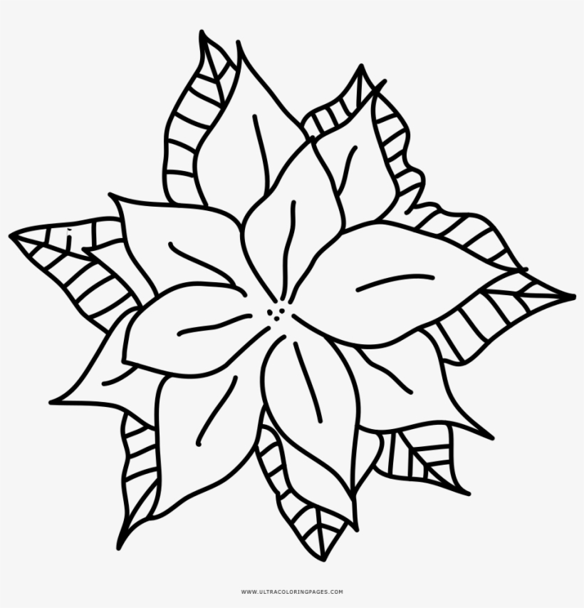 Poinsettia Coloring Page Ultra Pages Inside - Drawing, transparent png #443135