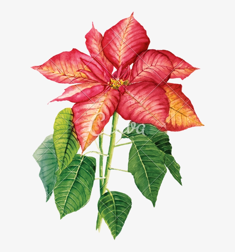 Watercolor Drawing With Poinsettia - Craftemotions Clear Stamp A6 - Weihnachtsstern Poinsettia, transparent png #443219