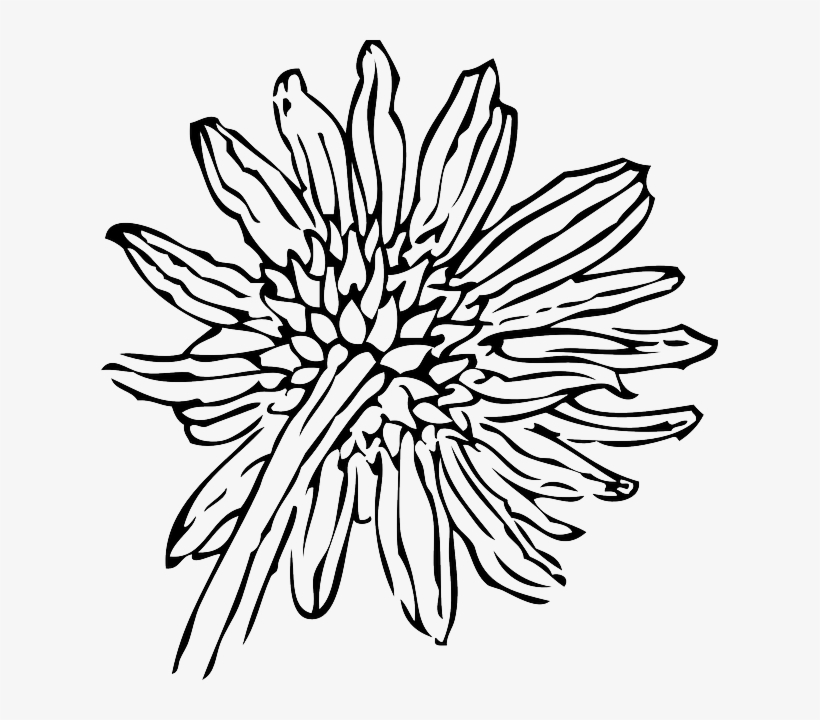Drawing At Getdrawings Com Free For Personal - Sunflower Clip Art, transparent png #443547