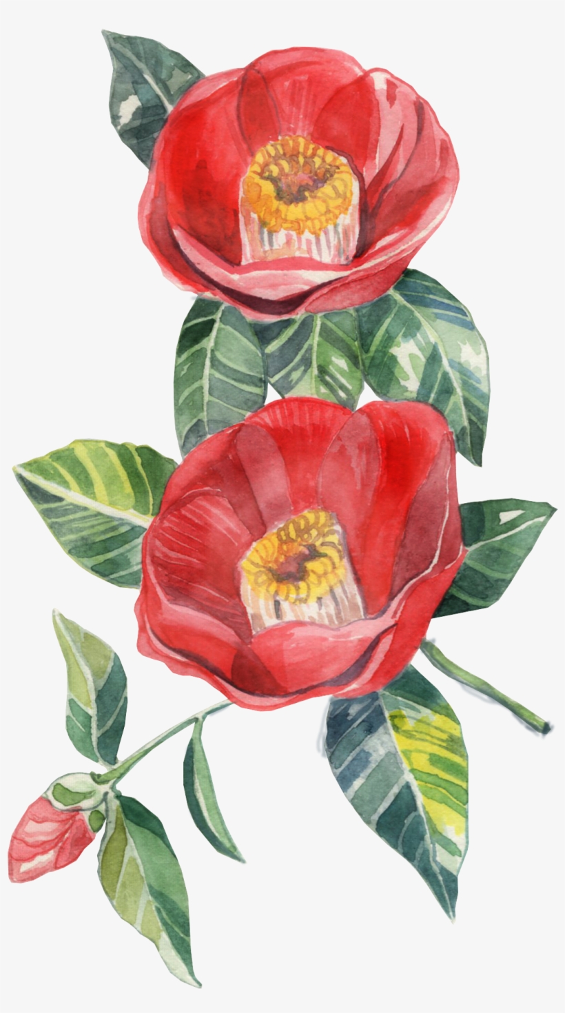 Pages - Japanese Camellia, transparent png #444638