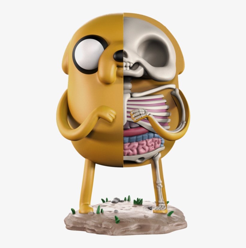 Xxray, transparent png #444823