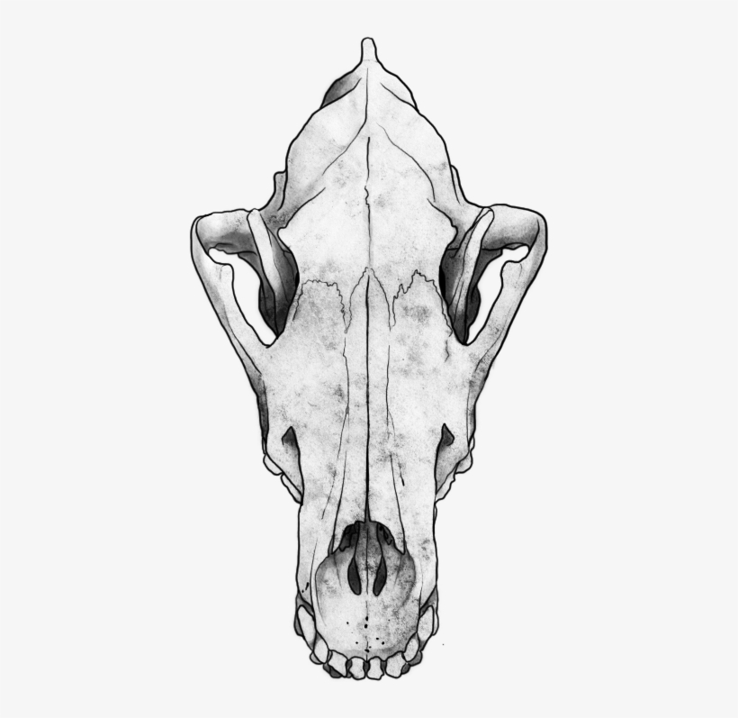 Wolf Skull Png, transparent png #445014