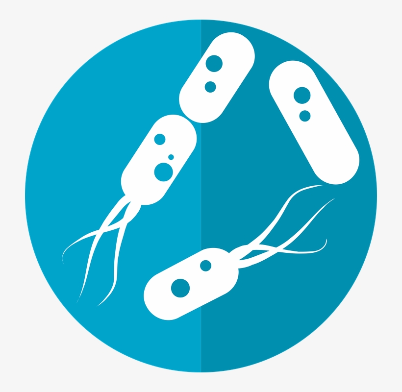 Bacteria Png Hd - Bacterias Png, transparent png #445686