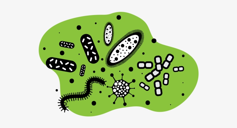 Bacteria - Liquid, transparent png #445706