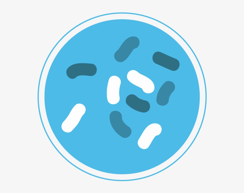 Bacteria Png - Bacteria, transparent png #445732