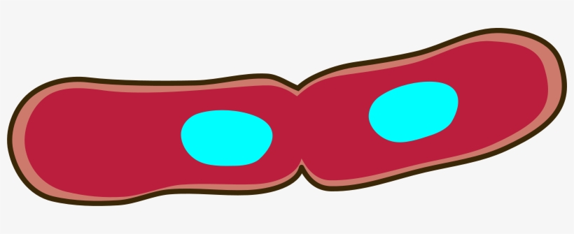 Medium Image - Bacteria Png, transparent png #446231
