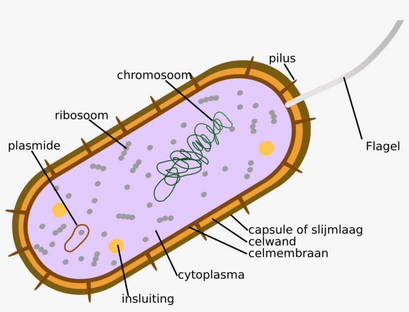 Open - Chlorophyll In Bacteria, transparent png #446324