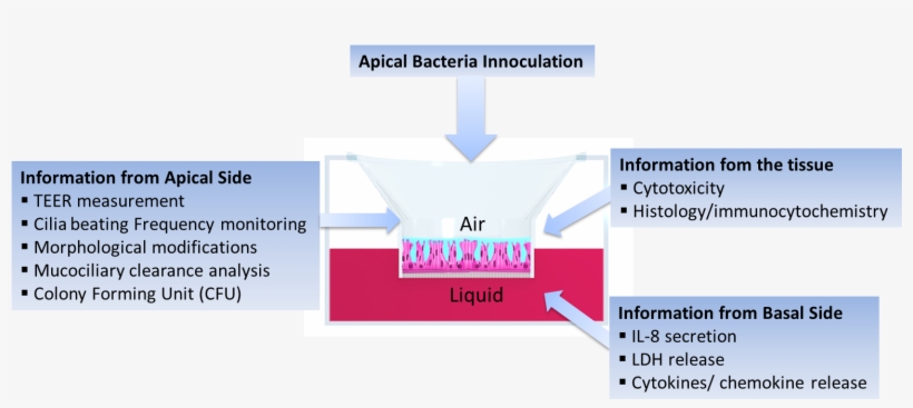 Bacteria, transparent png #446398