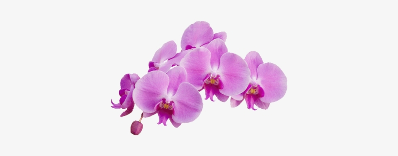 Orchid Purple - Orquidea Png, transparent png #446401
