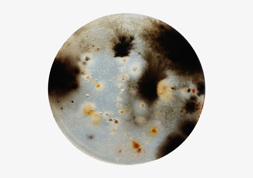 The 24 Best Bacteria Paintings Images On Pinterest - Circle, transparent png #446486