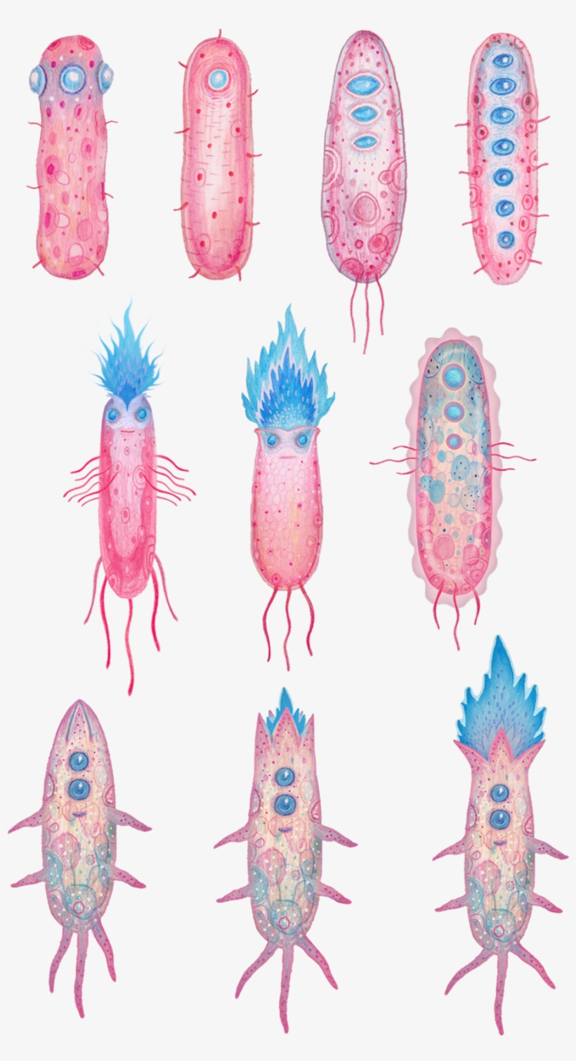 Crayfish, transparent png #446533