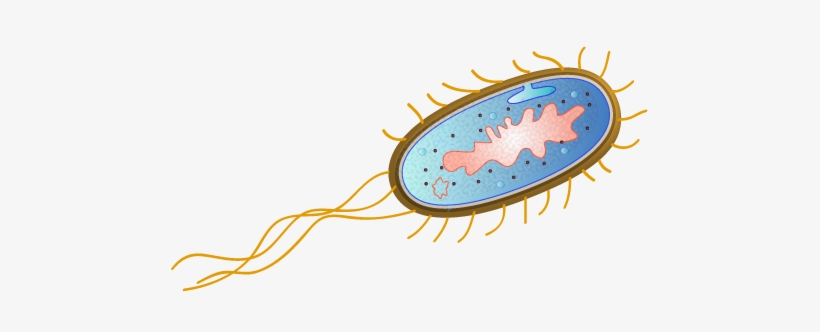Banner Transparent Stock Bacteria Transparent E Coli - Bacteria Escherichia Coli Png, transparent png #446585