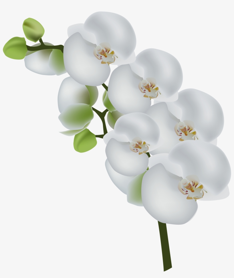 White Orchid Transparent Clip Art Image - White Orchid Flower Png, transparent png #446660