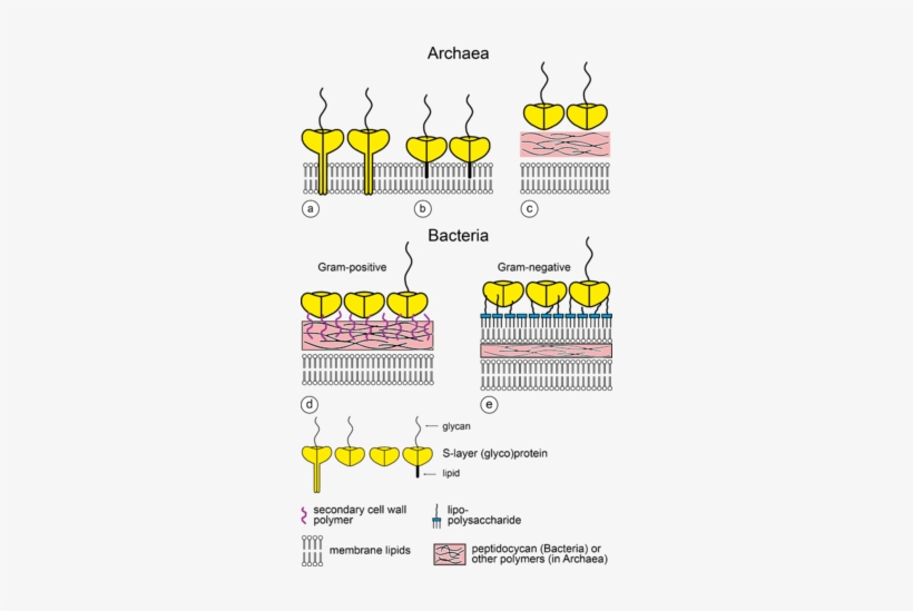 Schematic Illustration Of The Supramolecular Architecture - S Layer, transparent png #446763