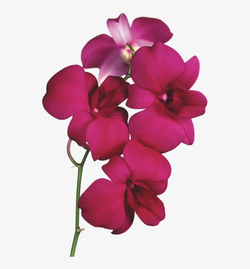 Orchid On Branch - Orchid Clipart, transparent png #446816