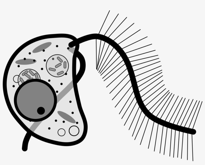 Bicosoecid - Cafeteria Roenbergensis, transparent png #446934