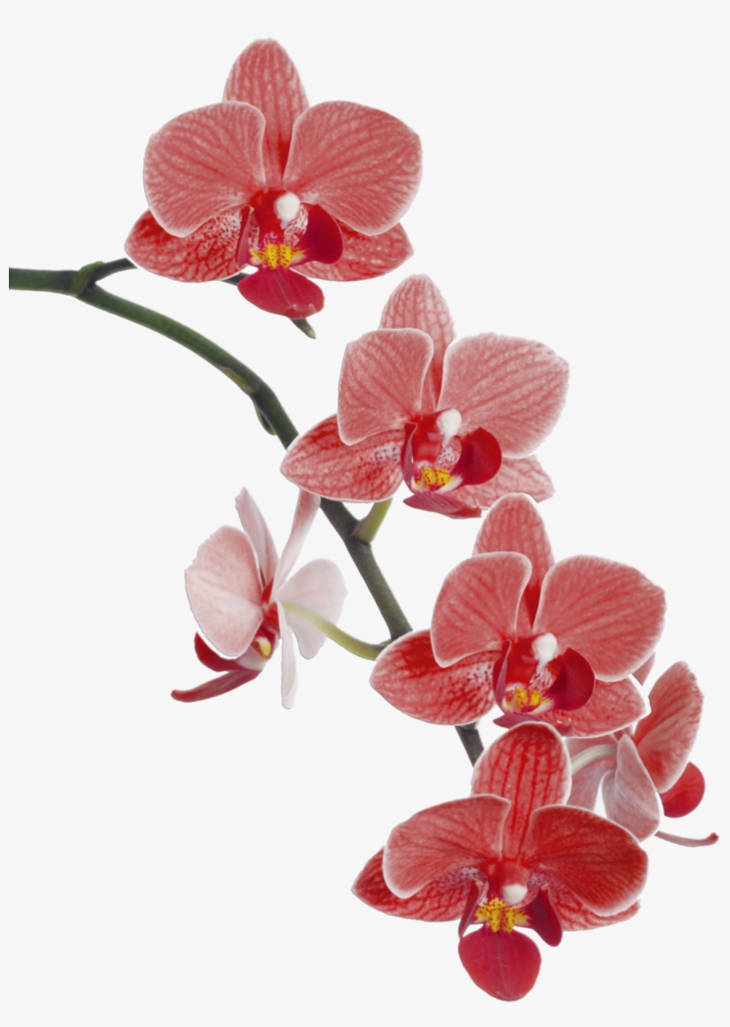 Orchids Drawing Watercolor - Red Orchids Png, transparent png #446987