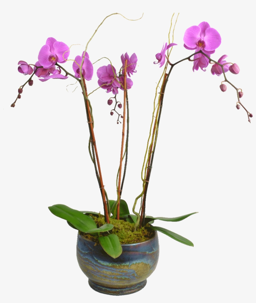 Elegant Triple Stem Orchid - Orchids Plant Png, transparent png #447016