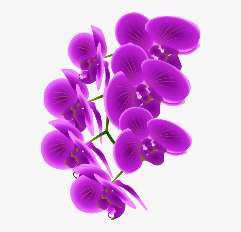 Free To Use &, Public Domain Orchid Flower Clip Art - Clip Art Orchid, transparent png #447042