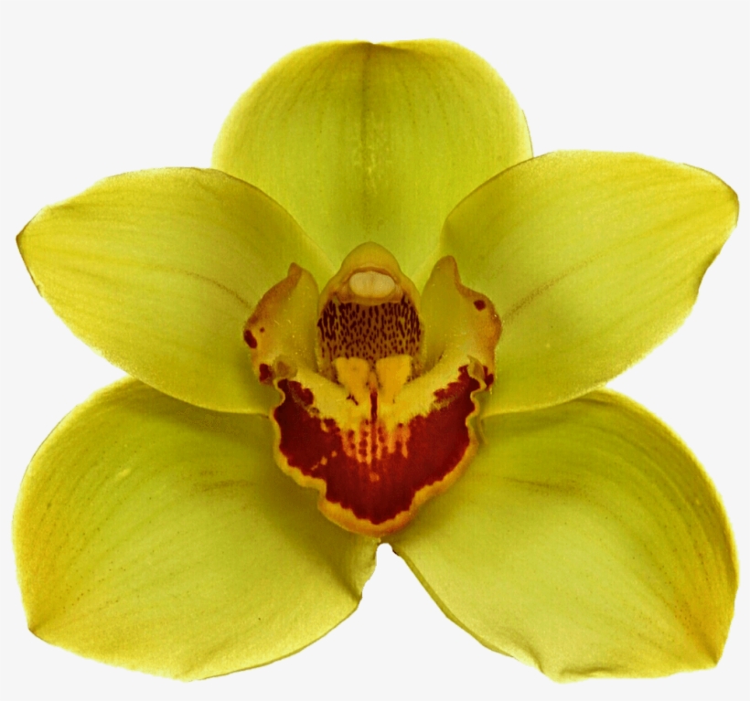 Yellow Orchid - Orquidea Amarilla Png, transparent png #447262