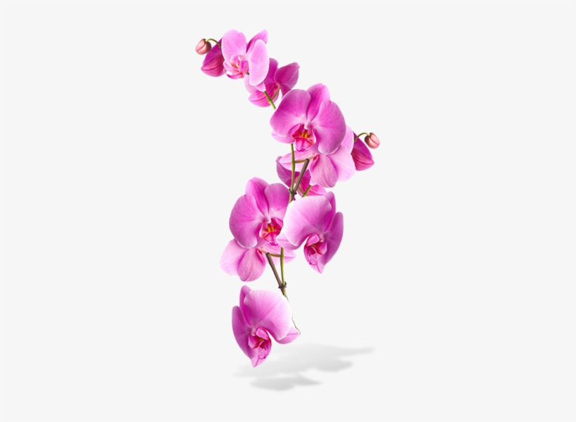 Flower Backgrounds, Grey Hair, Just Me, Pretty In Pink, - Transparent Background Orchid Png, transparent png #447286