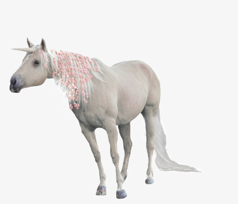 Pintado A Mano De Un Unicornio Png Transparente - Unicorn, transparent png #447531