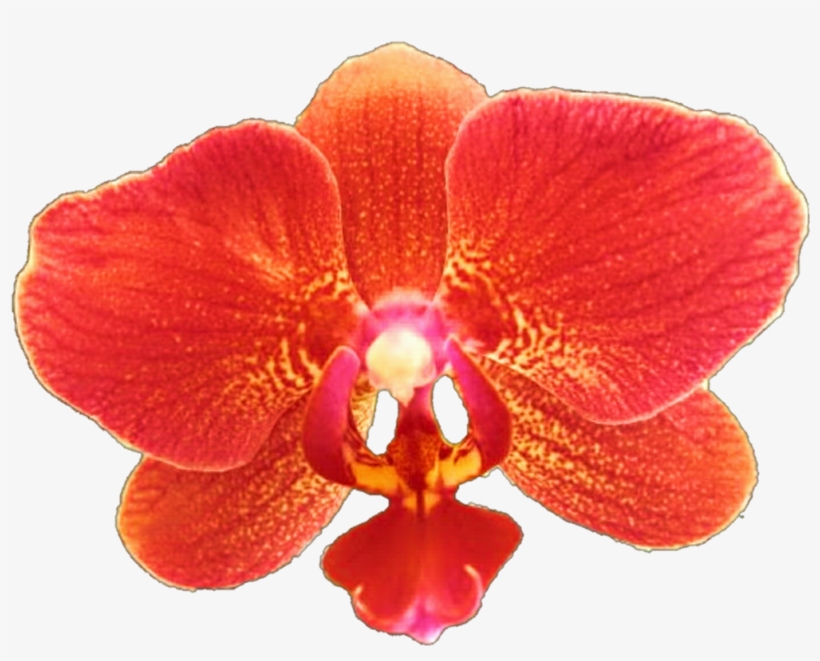 Orchid Transparent Red - Red Orchid Flower Png, transparent png #447677
