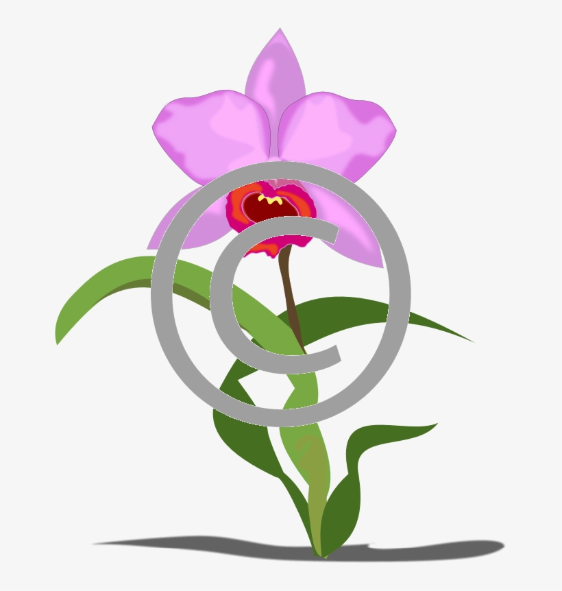 Cattleya Orchids - Clip Art, transparent png #447730