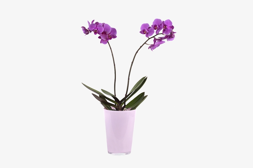 Violet Orchid - Orchids, transparent png #447751