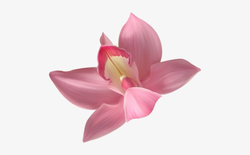 Transparent Pink Orchid Clipart M=1380664800 - Transparent Background Orchid Clipart, transparent png #447766