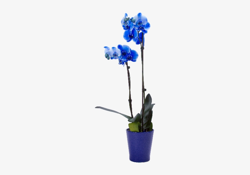5" Blue Phalaenopsis Orchid - Cyma Orchids, transparent png #447784