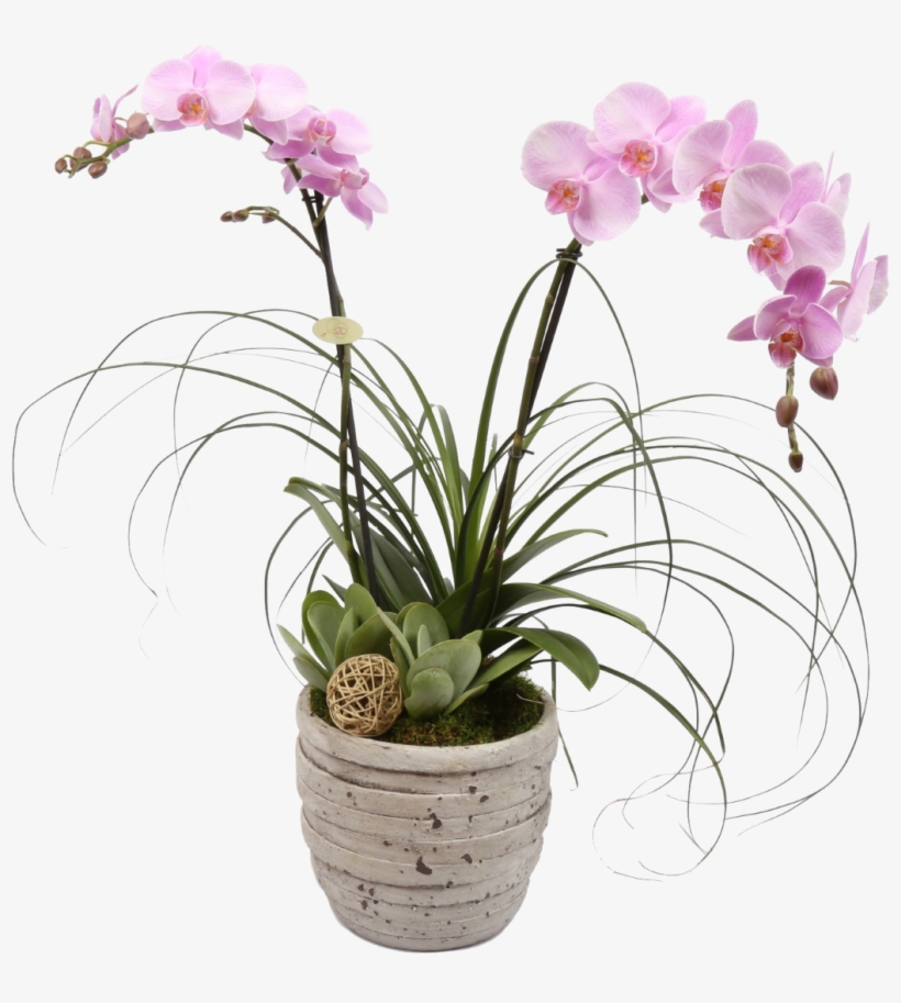 Tuscan Orchid Plant - Richmond, transparent png #447786