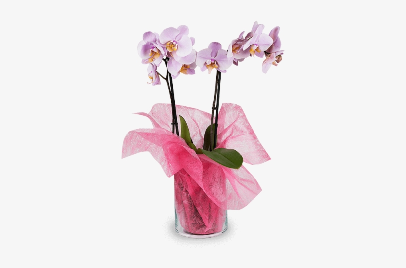 Pink Orchid - Antalya Floriculture, transparent png #447885