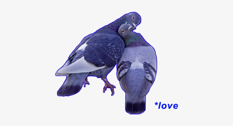 I Hate Pigeons But They Know What Is Love Maybe - Fabal Round Drill Animal Diamond Embroidery Merry Christmas, transparent png #447927
