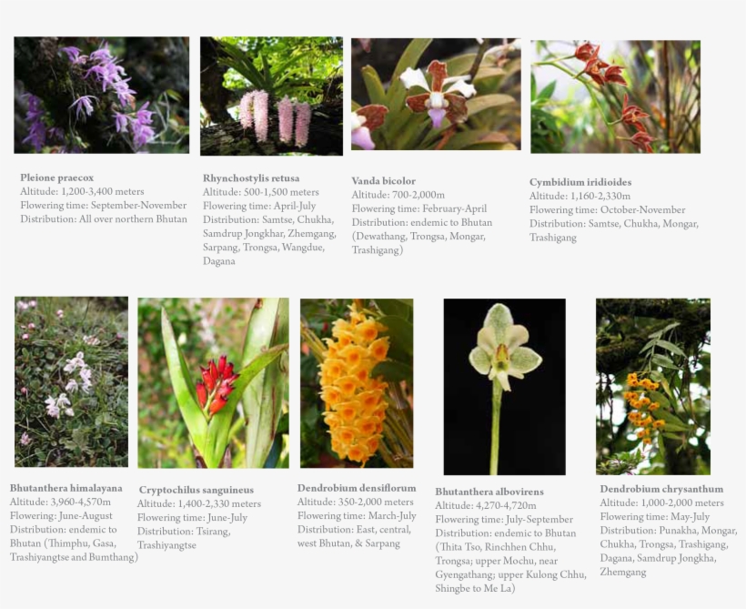 Gangri Bhutan Orchids Tour - Prince Of Wales Feathers, transparent png #448184