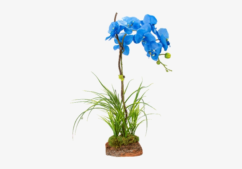 Cyma Orchids - Blue Orchid Plant Png, transparent png #448673