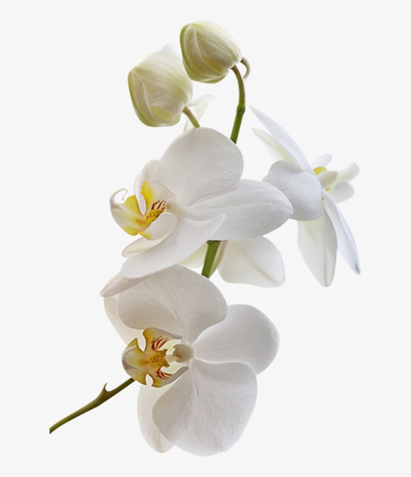 Png Клипарт "beautiful Orchids Flower" White - Весенние Цветы На Белом Фоне, transparent png #448741