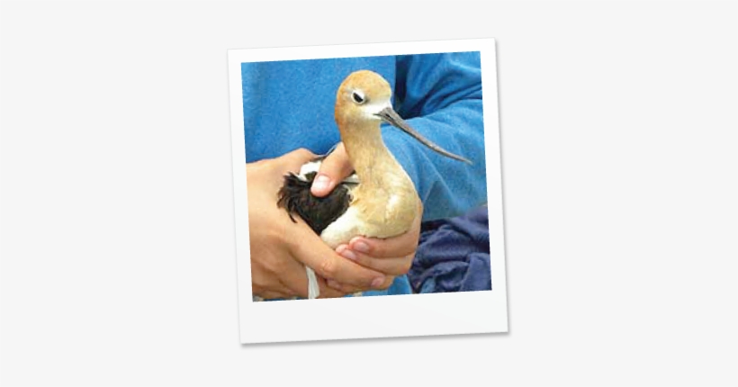 Hello, My Name Is Torito - Blue Winged Teal, transparent png #448960