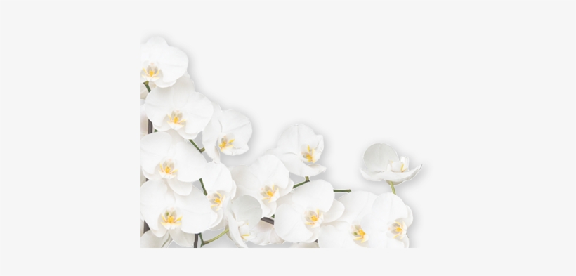 Orchid Png White Png - Free Transparent PNG Download - PNGkey