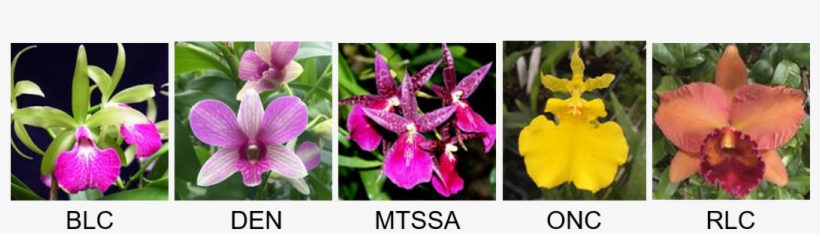 We Brought 225 Orchid Plugs To Transplant And Handed - Orchids Of The Philippines, transparent png #449025